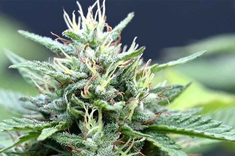 Marijuana is a plant with psychotropic properties