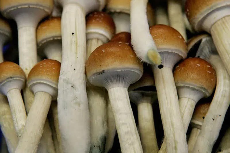 Are Mushrooms Healthy