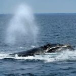 Redfern: Vessels must hit the brakes, not right whales