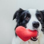 7 reasons pets are good for your health